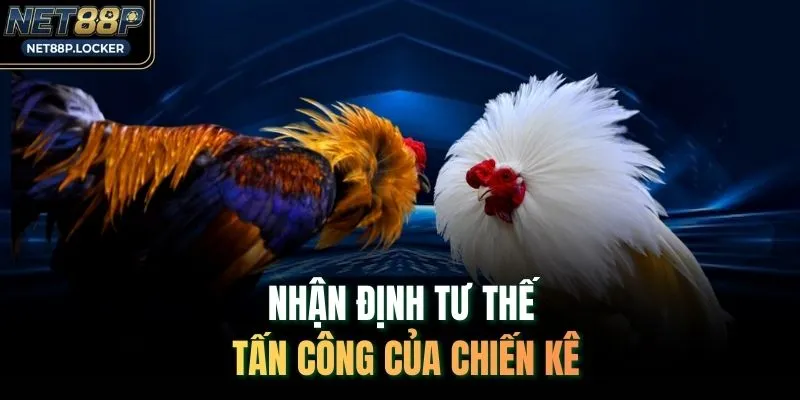 Nhận định tư thế tấn công của chiến kê