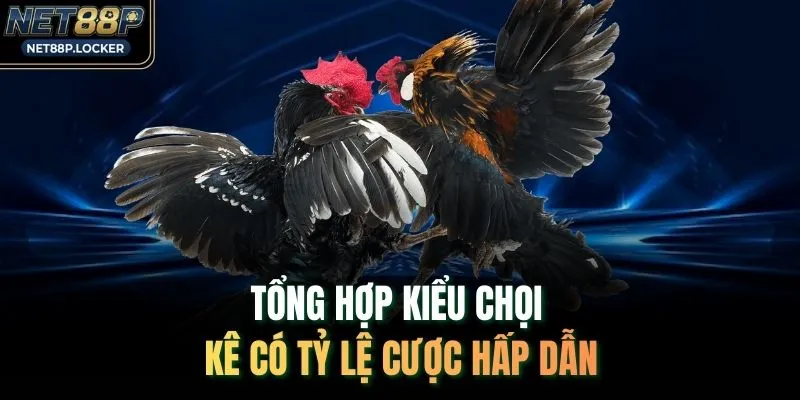 Tổng hợp kiểu chọi kê có tỷ lệ cược hấp dẫn